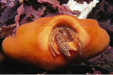 《喵喵大战死剩种》登陆Steam 三消即时战略塔防